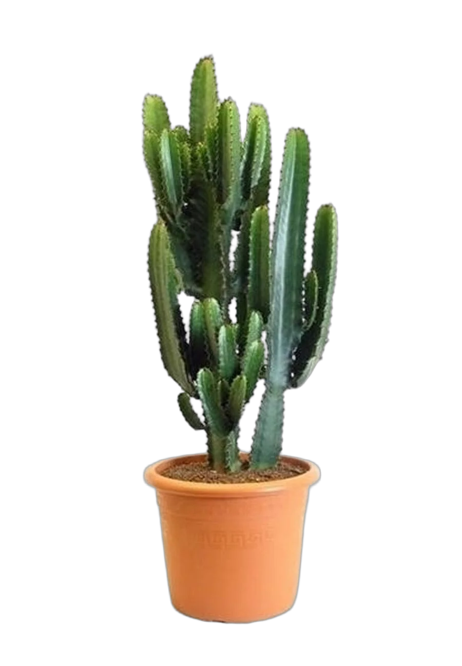 Молочай Акреренсис - Euphorbia Acruensis D25 H80