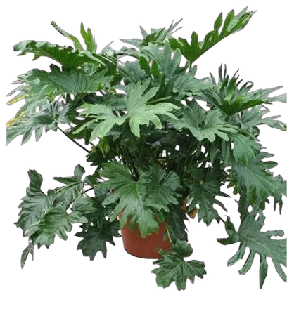 Филодендрон Двоякоперистый Селлоум - Philodendron Bipinnatifidum (selloum) D50 H160