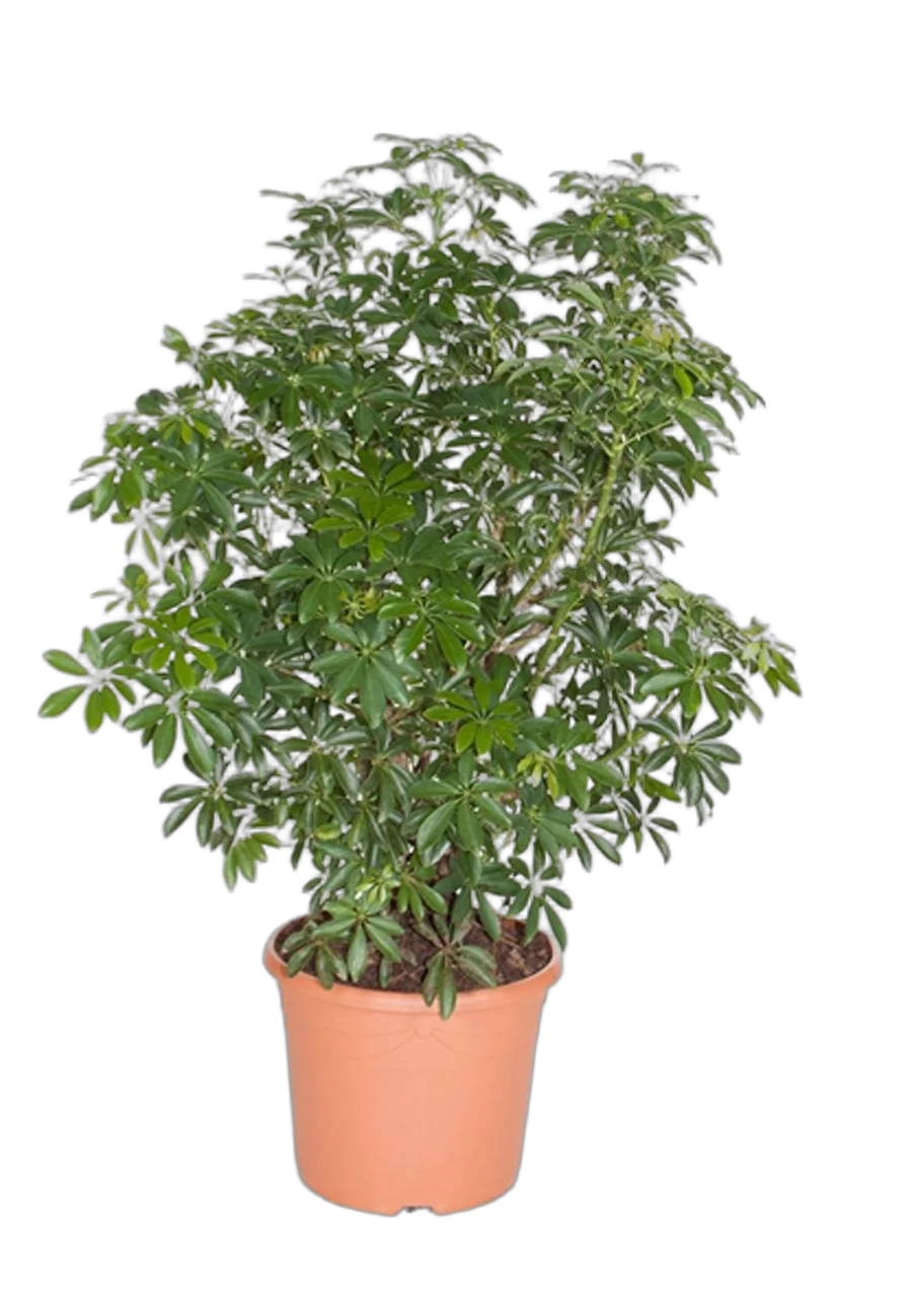 Шеффлера лучелистная Лузеана - Schefflera actinophylla Luseana D24 H80