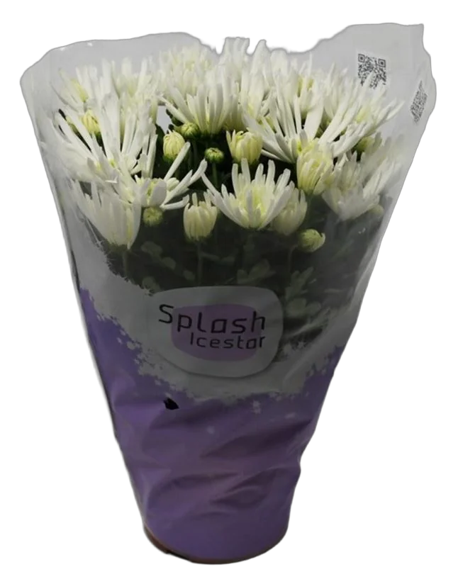 Хризантема белая - Chrysanthemum Splash Icestar D10 H25