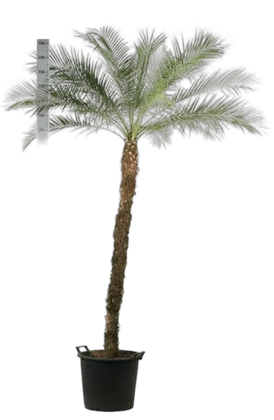 Пальма Финик Робелини - Phoenix roebelenii D45 H240