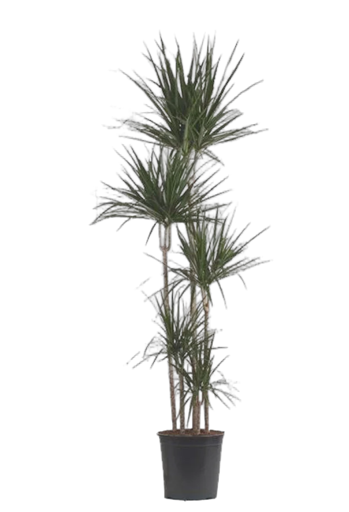 Маргината  D38 H200