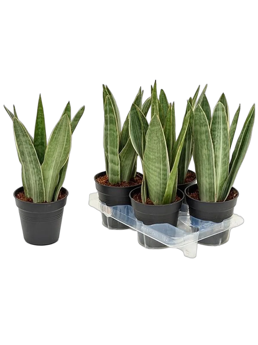 Сансивьерия Цилиндрика металлическая - Sansevieria cylindrica Metalica  D15 H25