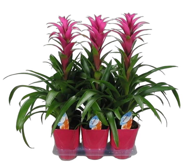 Гусмания розовая - Guzmania Freya D12 H55