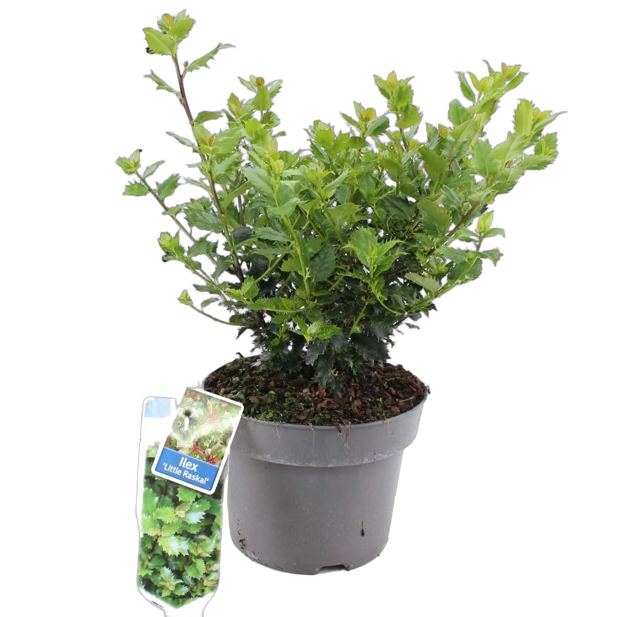 Падуб Мезерва - Ilex meserv. D23 H30