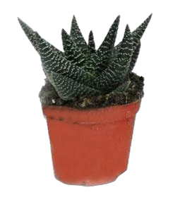 Хавортия Сардида- Haworthia sordida D5 H10