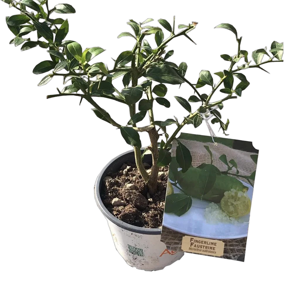 Фингерлайм - Fingerlime Faustrime D14 H40