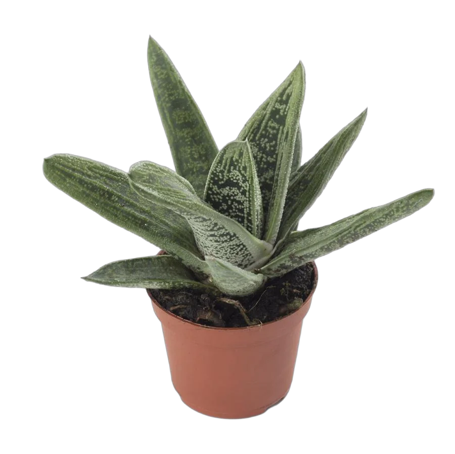 Гастерия Аполло - Gasteria Apollo D9 H22