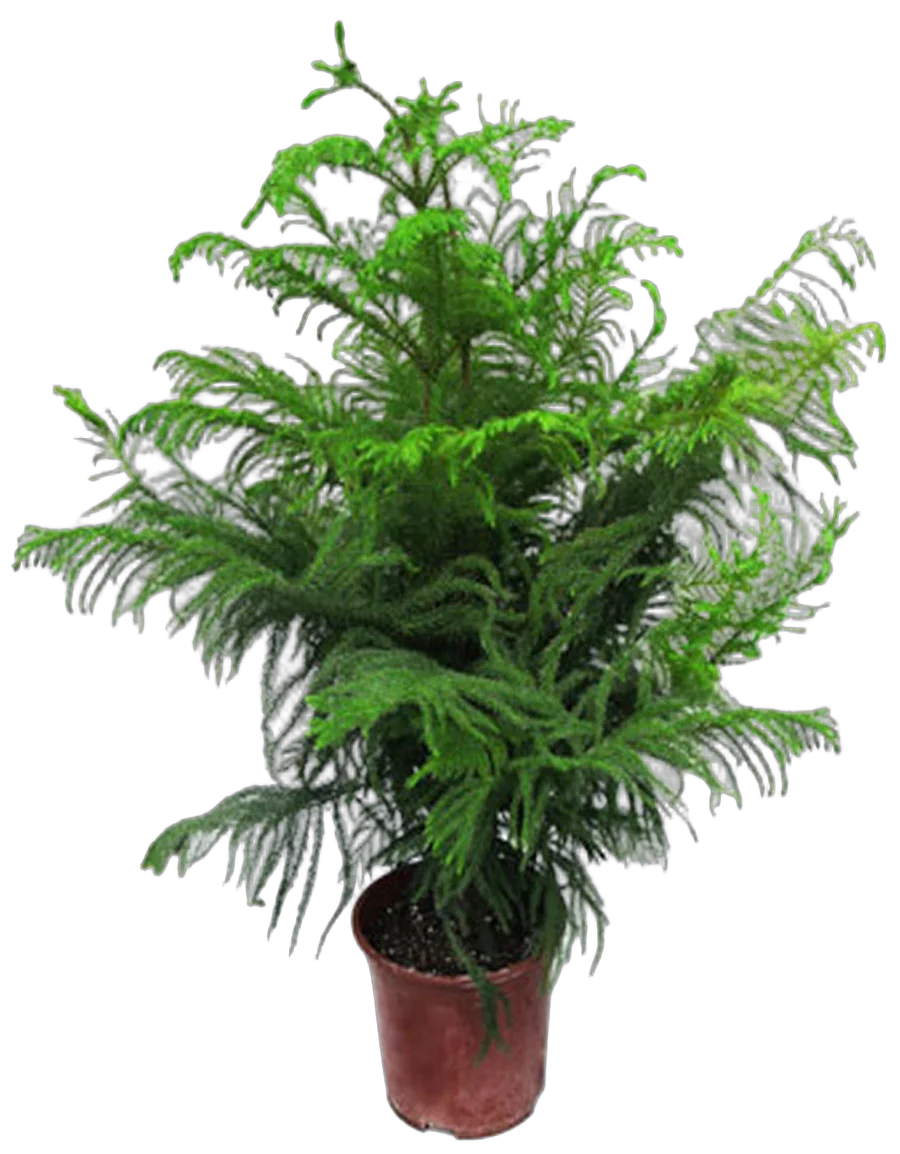 Араукария Хетерофилла - Araucaria D24 H100