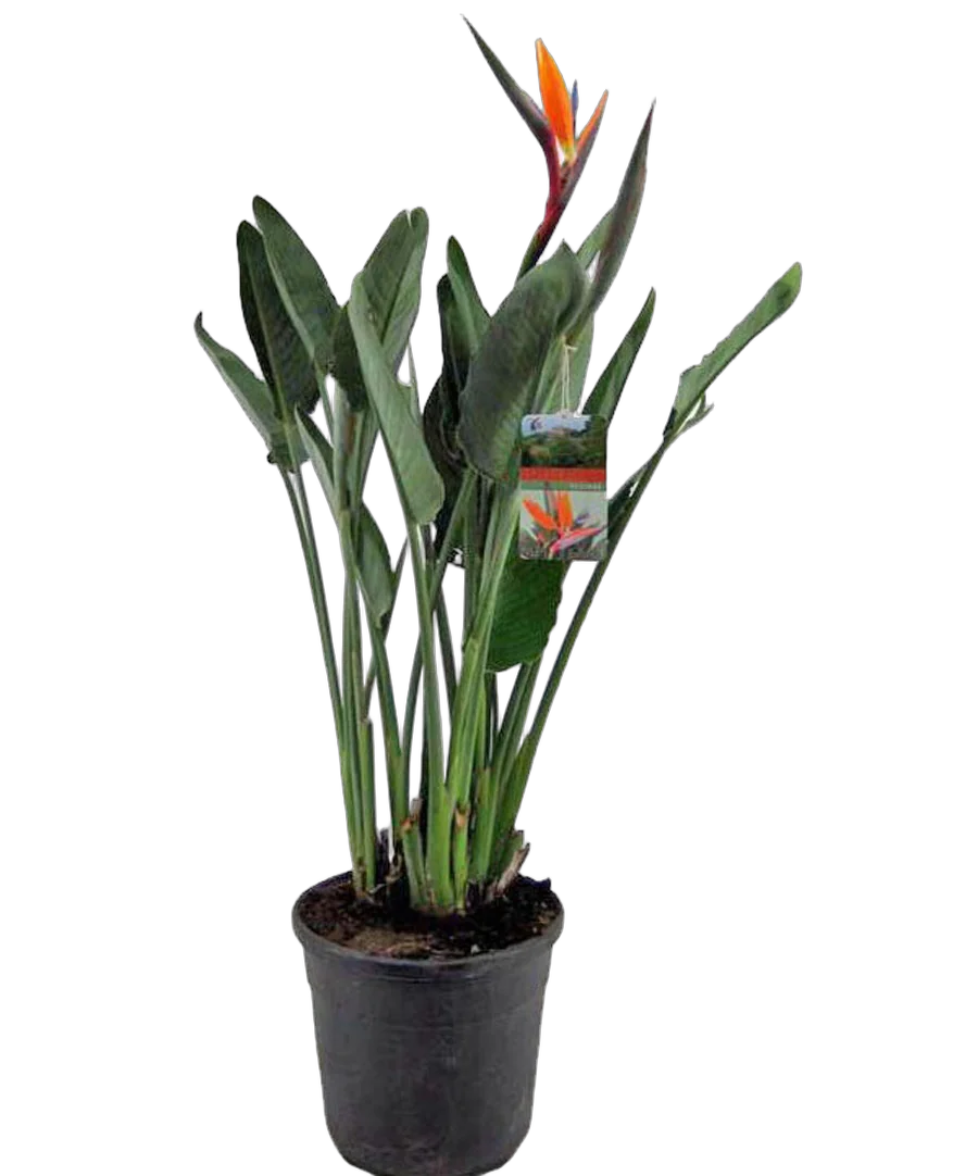 Стрелиция королевская - Strelitzia reginae D30 H140