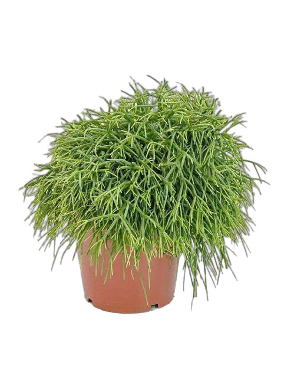 Рипсалис Барчела - Rhipsalis burchellii D14 H20