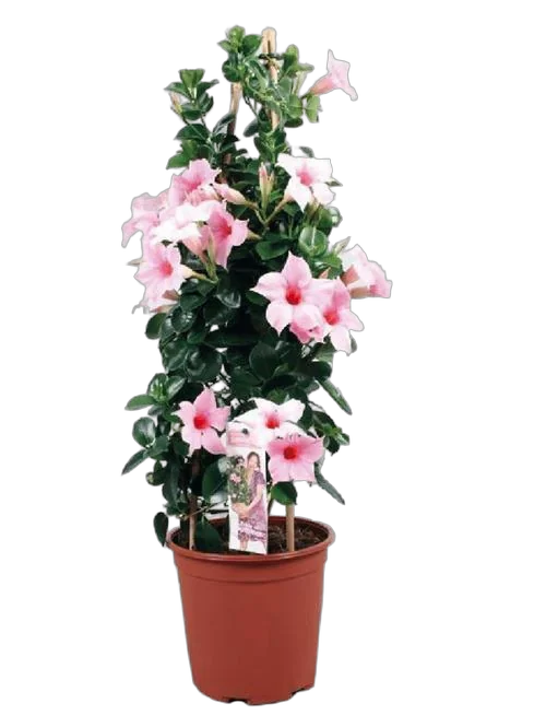 Мандевилла или Дипладения двух-цветная - Mandevilla D17 H60