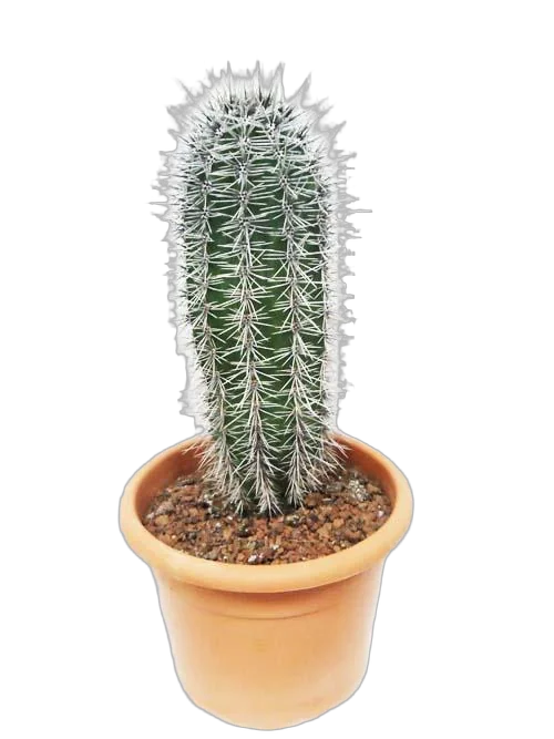 Пахицереус Прингля - Pachycereus pringlei D20  H60