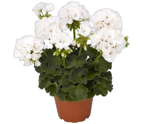 Герань (пеларгония) белая - Pelargonium D9 H15