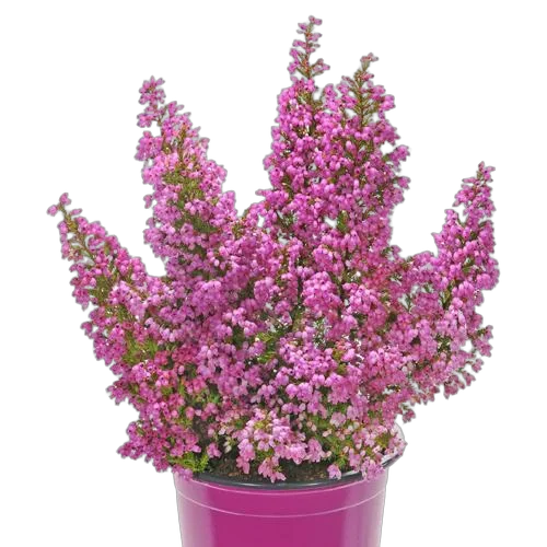 Вереск Эрика пурпурный - Erica D13 H25