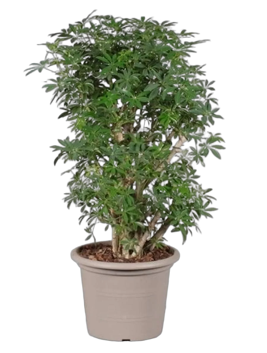 Шеффлера лучелистная Лузеана - Schefflera actinophylla Luseana D24 H90