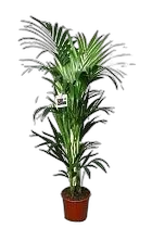 Ховея (Кентия) D22 H120