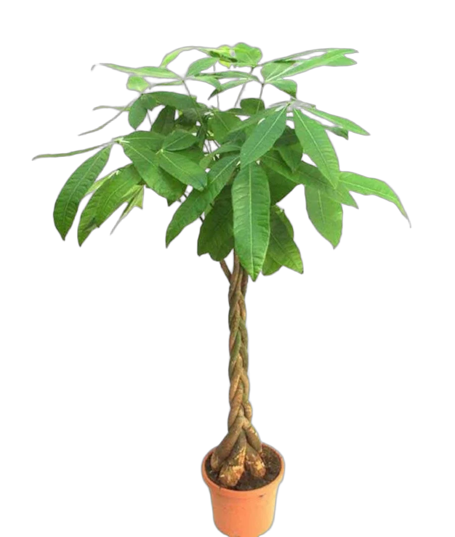 Пахира Акватика - Pachira D30 H170