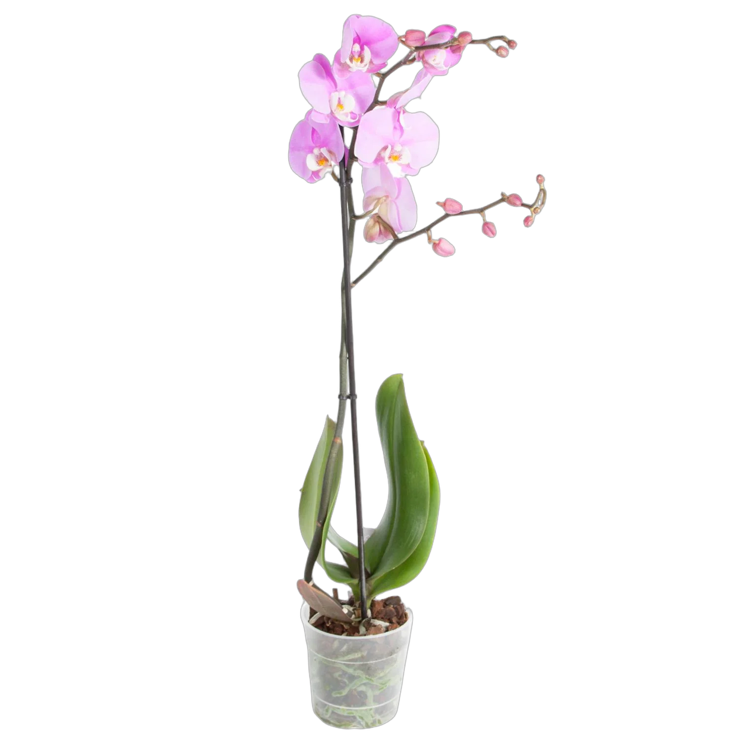 Даймонд Антура - Beaumont Anthura