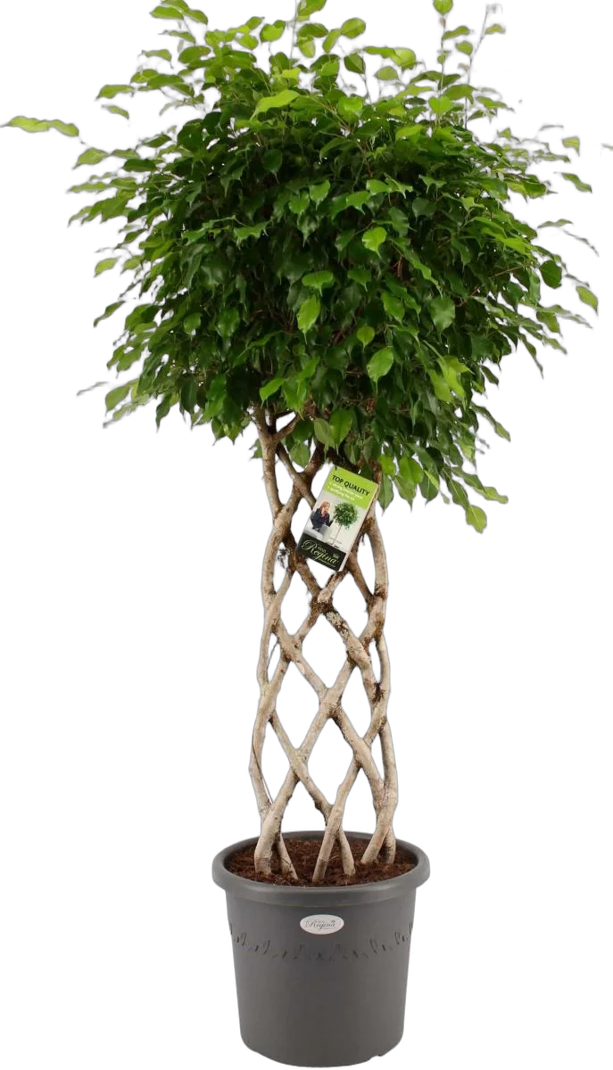 Фикус Бенджамина Экзотика цилиндр - Ficus benjamina Exotica D34 H160