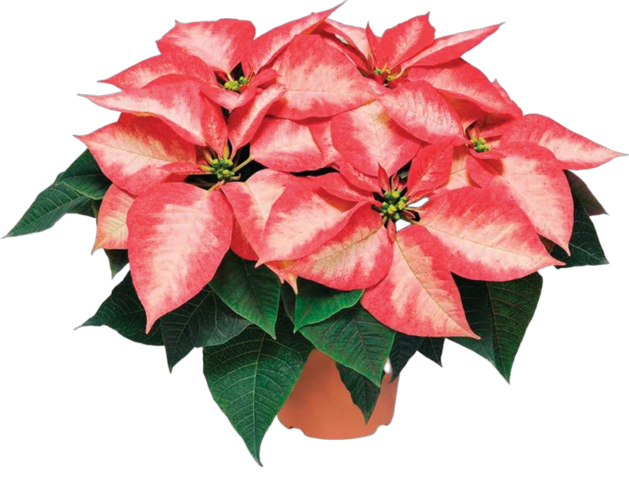 Пуансеттия (молочай красивейший) двух-цветный - Euphorbia pulcherrima D17 H35