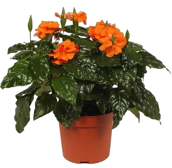 Кроссандра Фортуна оранжевая - Crossandra Fortuna D12 H20