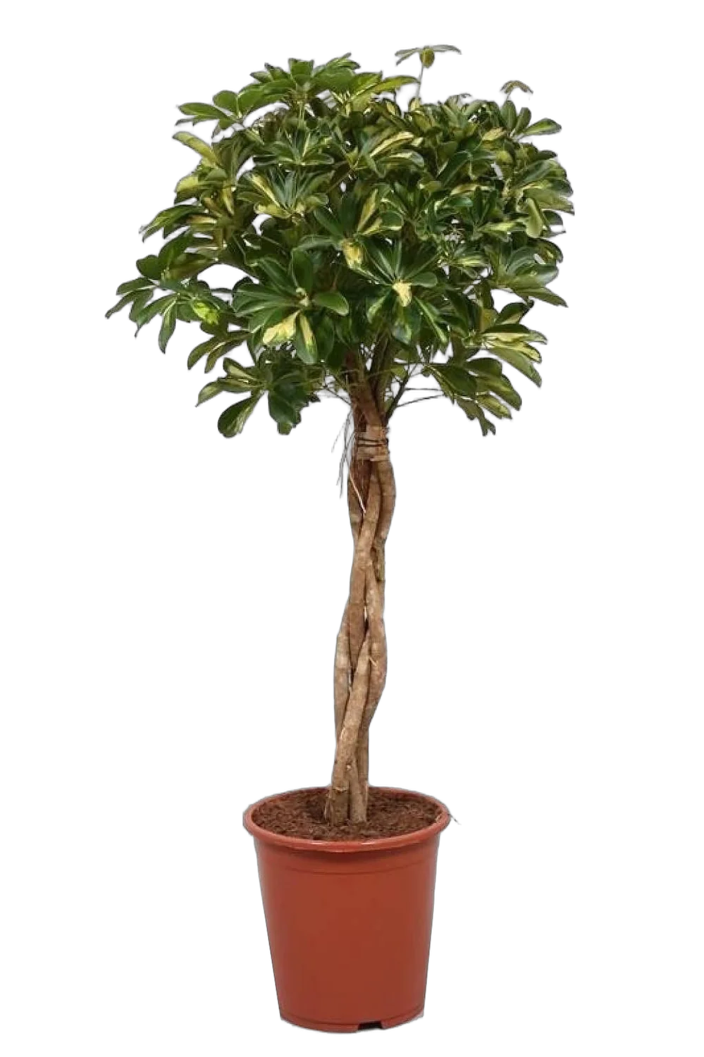 Шеффлера Голд Капелла косичка - Schefflera gold capella D30 H140