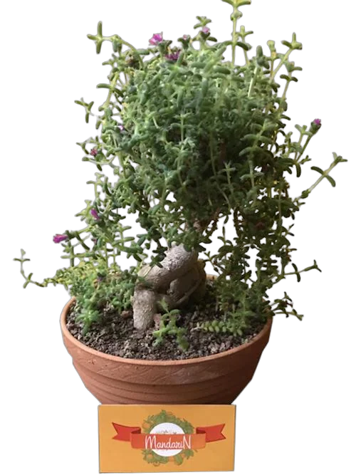 Бонсай Триходиадема - Bonsai Trichodiadema D16 H25