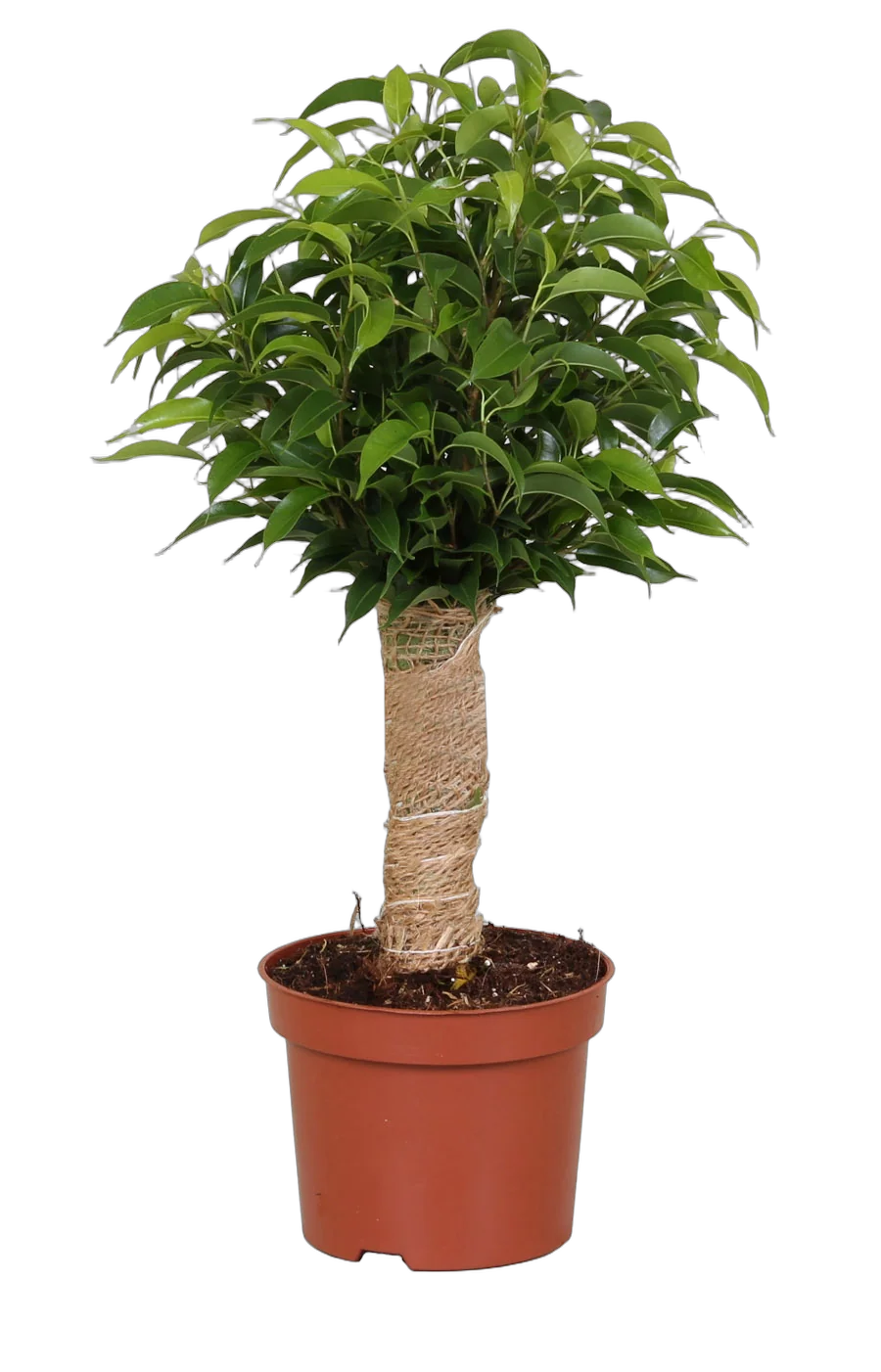 Бенджанимина Наташа D12 H35