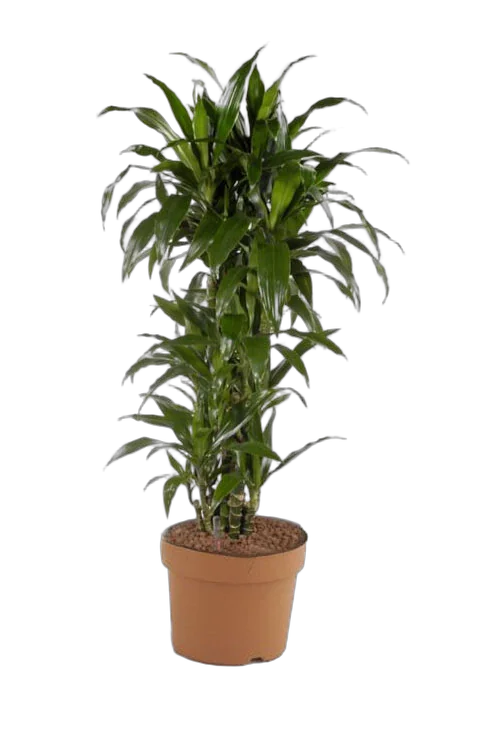 Драцена Джанет Крэйг куст - Dracaena deremensis "Janet Craig" D30 H90