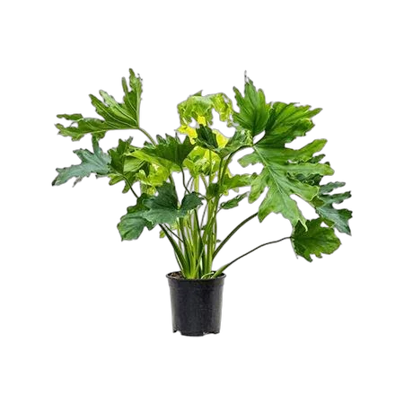 Филодендрон Селло - Philodendron Selloum Hope D19 H85