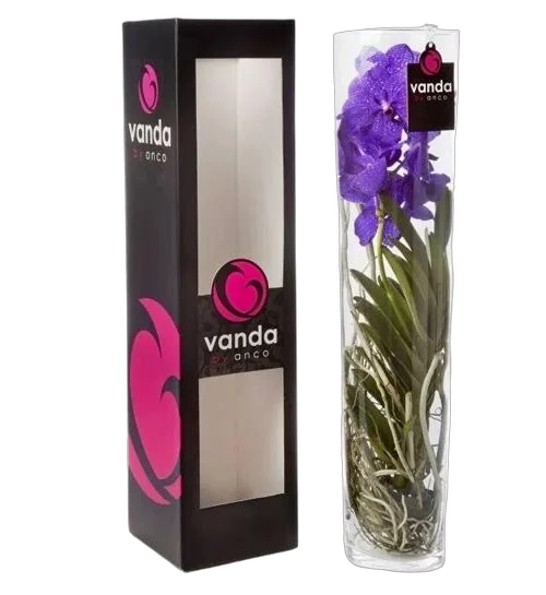 Ванда в вазе Лисан  - Vanda Lisanne D19 H70