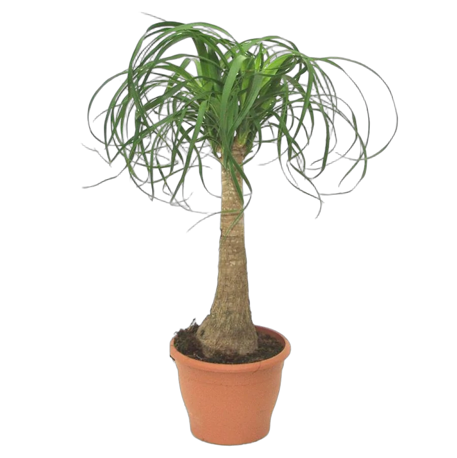 Пальма Нолина D18 H80