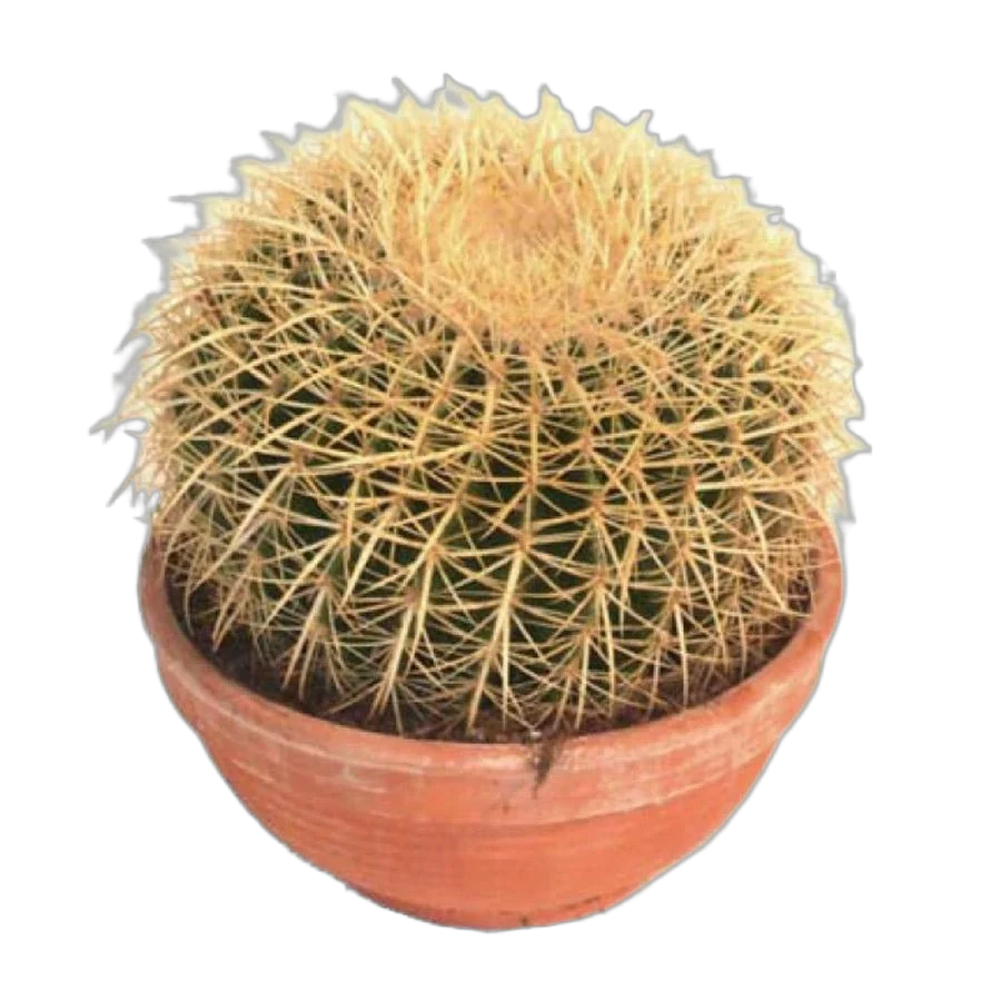 Эхинокактус Грузони (Грузона) - Echinocactus grusonii D35 H30