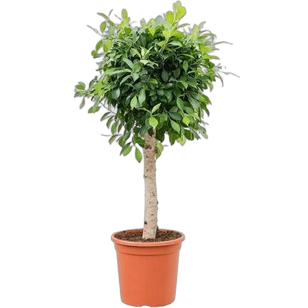 Фикус Бенджамина Нитида штамб - Ficus benjamina Nitida D33 H140
