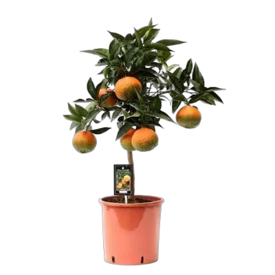 Апельсин каналикулята - Sinensis canaliculata D21 H60