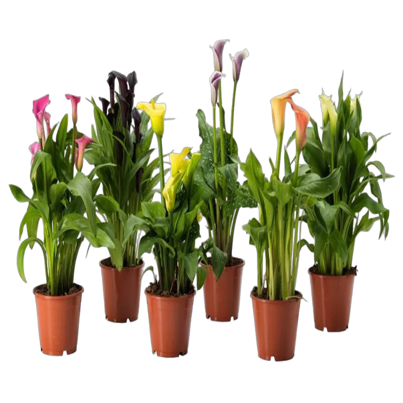 Калла (Zantedeschia) микс - Calla mix D14 H60