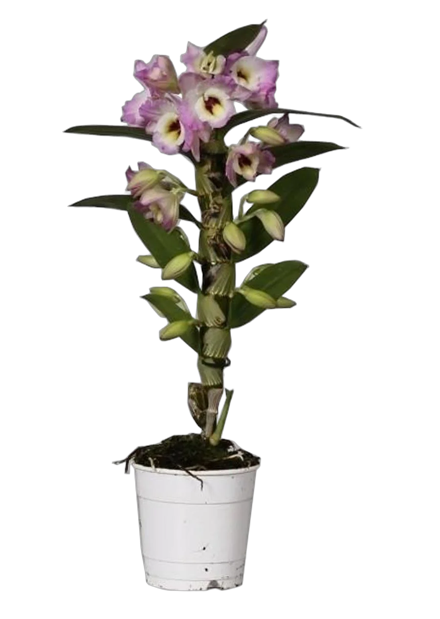 Дендробиум Нобиле розовый - Dendrobium nobile D12 H40