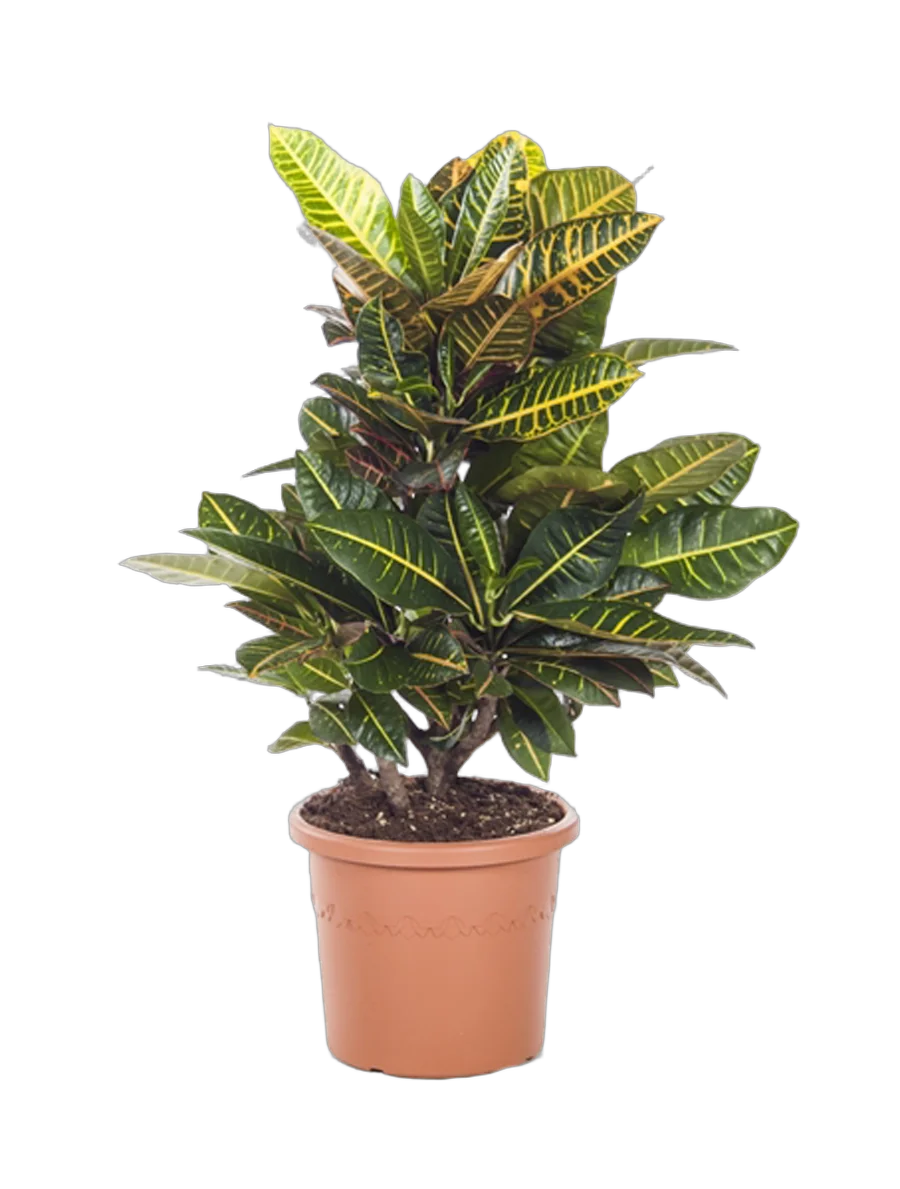 Кодиеум Петра - Kodieum Varigatum Petra D17 H70