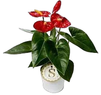Антуриум Андреанум Алмера - Anthurium Almera красный D12 H40