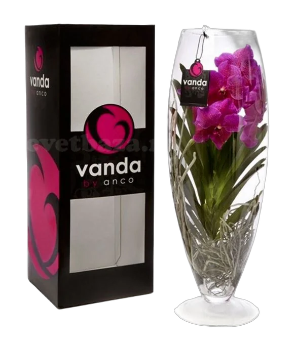 Ванда в вазе Шампань - Vanda Champagne D17 H60