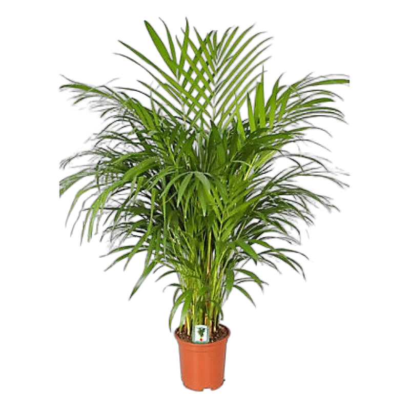 Пальма Арека D25 H160