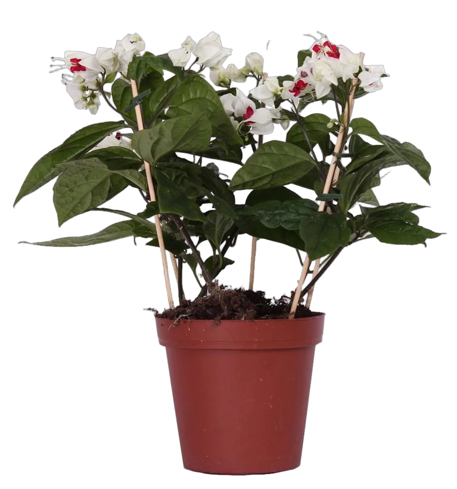 Клеродендрум Томпсона - Clerodendrum thomsoniae D12 H25