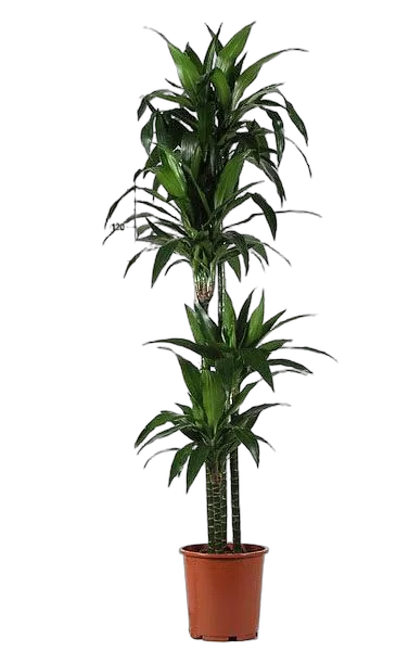 Драцена Джанет Крэйг - Dracaena deremensis "Janet Craig" D30 H180
