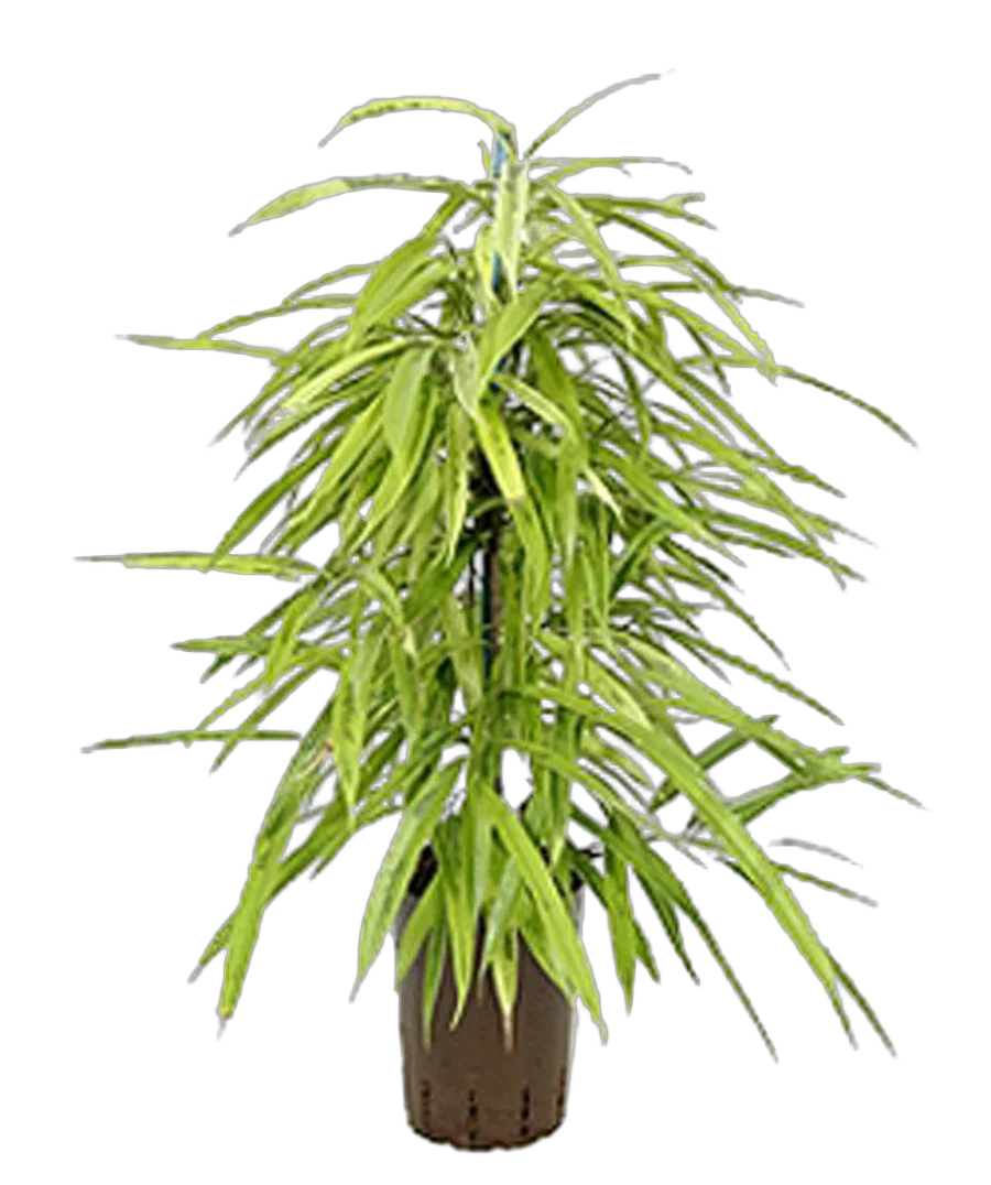 Фикус Биннедика Амстел Голд - Ficus binnendiijkii Amstel Gold D21 H80