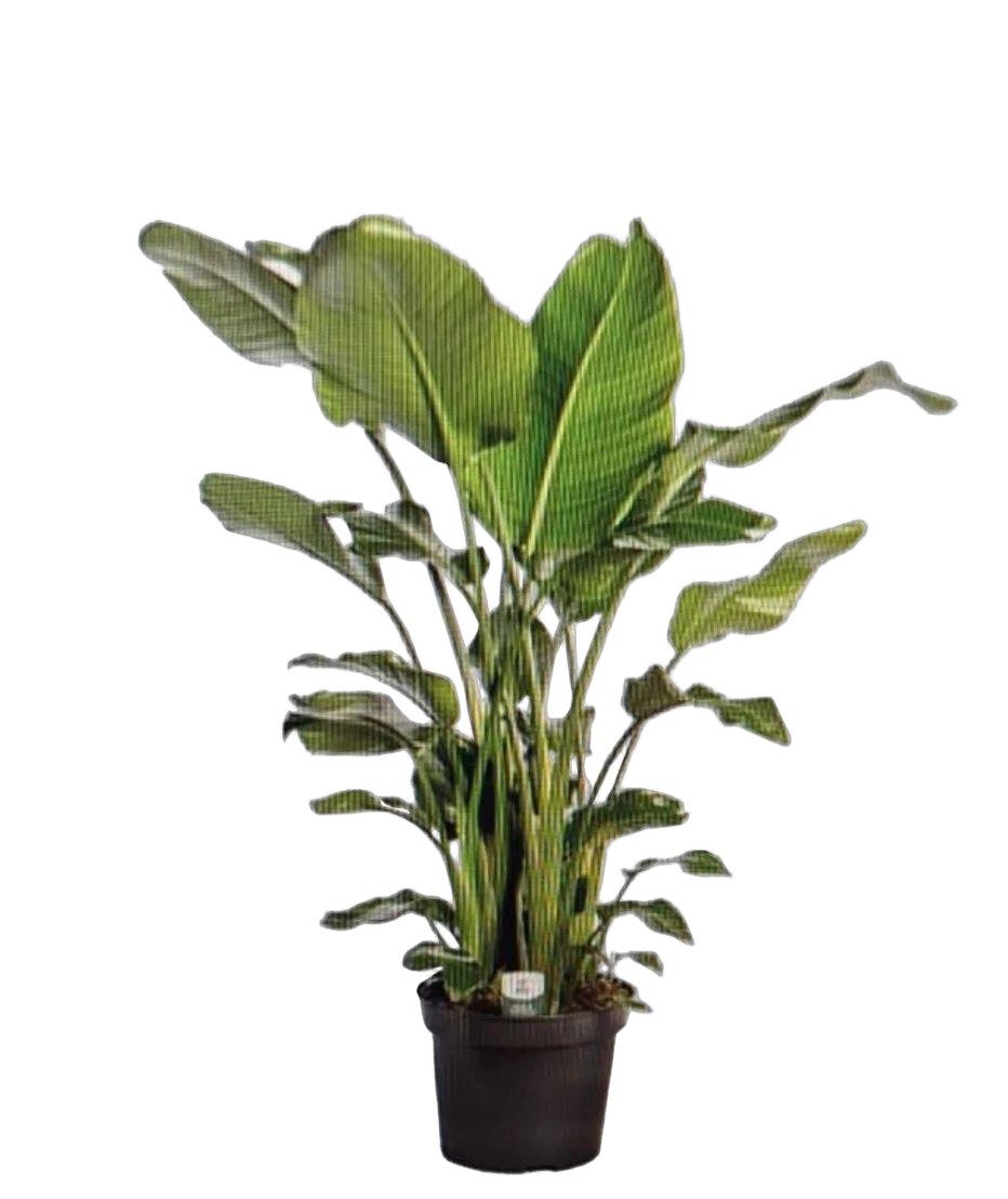 Стрелиция Николай 6 пп - Strelitzia Nicolai D35 H160