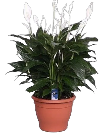 Спатифиллум Белини -  Bellini D23 H50