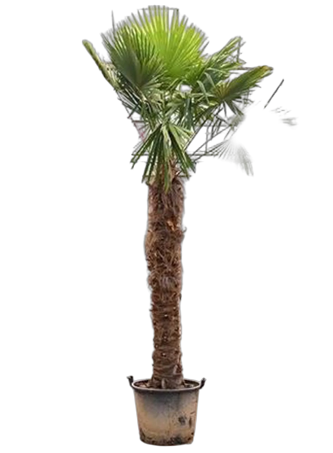 Пальма Трахикарпус форчуна - Trachycarpus Fortunei D65 H350
