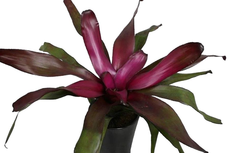 Неорегелия- Neoregelia Voo Doo D12 H25