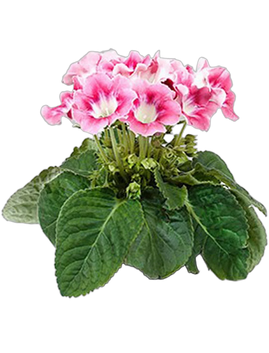 Глоксиния розовая с белым - Gloxinia D10 H22